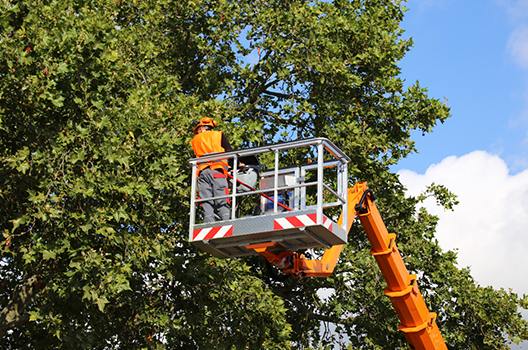 Thiết Kế Và Thi Công Cảnh Quan