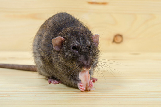 Kiểm Soát Loài Gặm Nhấm