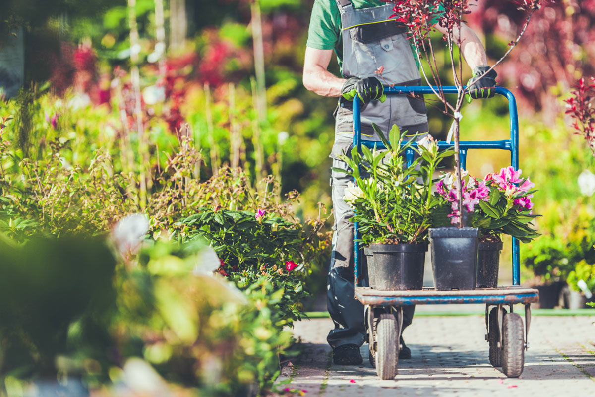 Cách Chăm Sóc Cây Cảnh Luôn Xanh Tươi