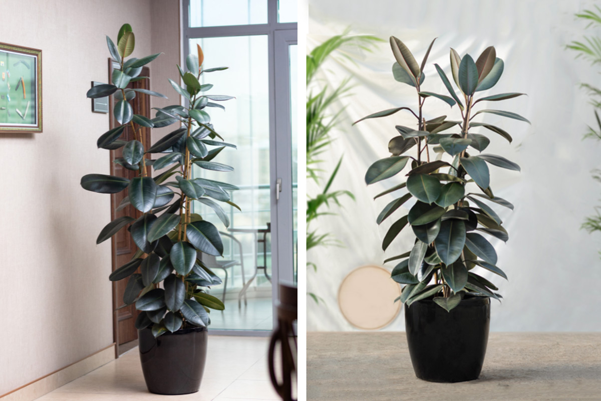 C&acirc;y đa b&uacute;p đỏ tượng trưng cho sự may mắn, vi&ecirc;n m&atilde;n