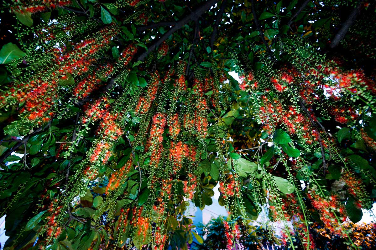 C&acirc;y lộc vừng l&agrave; sự biểu trưng cho t&agrave;i lộc, thịnh vượng