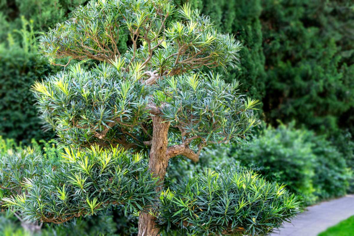 C&acirc;y t&ugrave;ng la h&aacute;n mang &yacute; nghĩa của sức sống bền bỉ, vượt nghịch cảnh .jpg