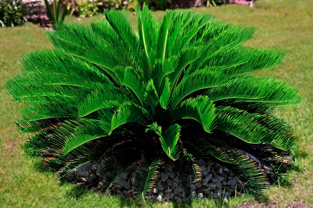 C&acirc;y vạn tuế tượng trưng cho sự ki&ecirc;n tr&igrave;, bền bỉ