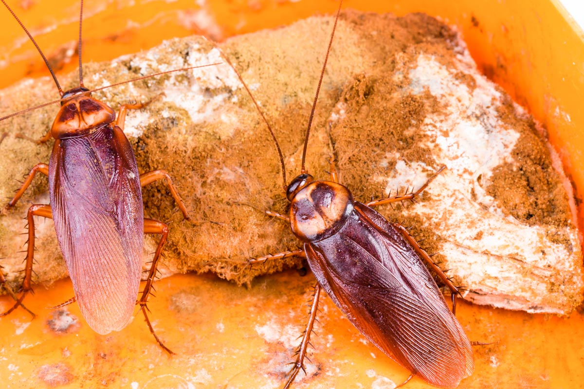 Gi&aacute;n ph&aacute;t t&aacute;n mầm bệnh như bệnh ti&ecirc;u chảy, dịch tả, dịch hạch, thương h&agrave;n, vi-r&uacute;t bại liệt&hellip;