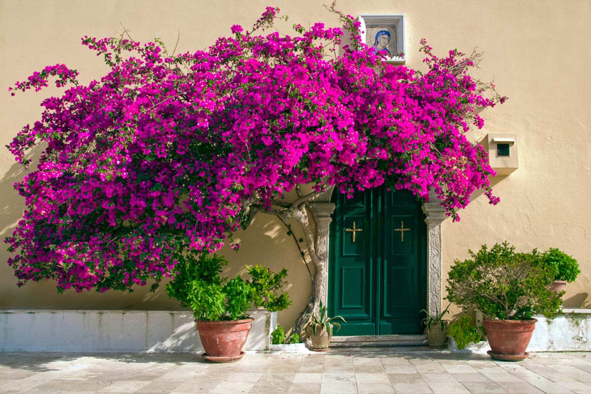 Hoa giấy tượng trưng cho sự đủ đầy, hạnh ph&uacute;c vẹn tr&ograve;n 