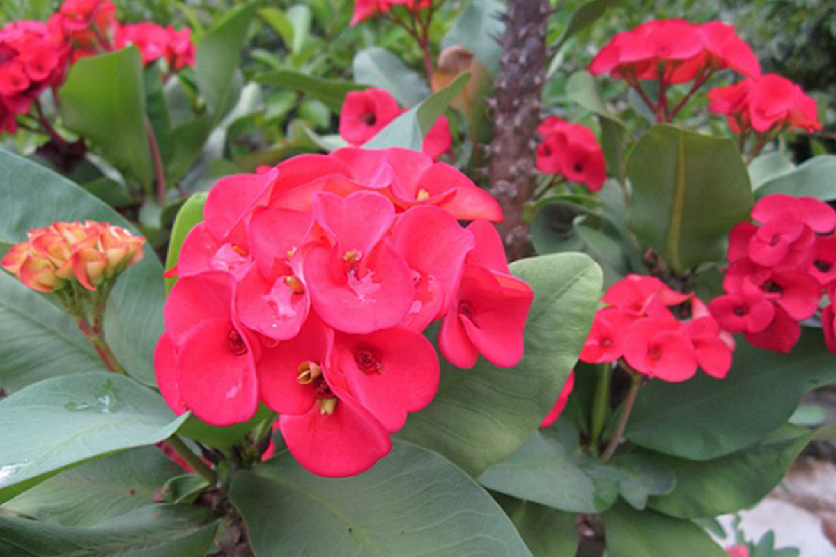 Xương rồng b&aacute;t ti&ecirc;n mang đến vận kh&iacute; tốt, ngăn chặn điềm xấu